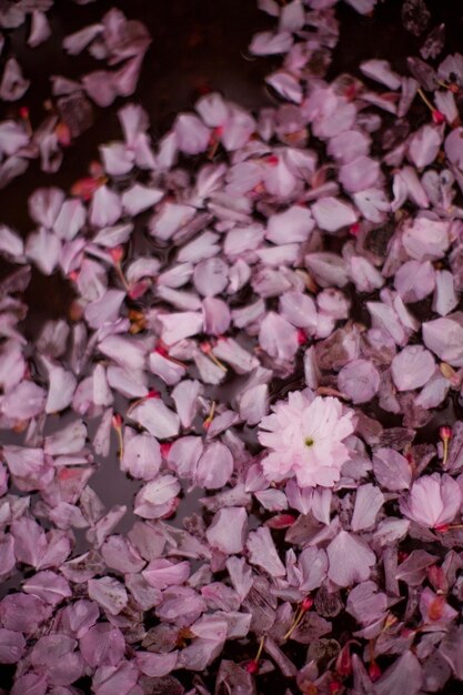 Puddle with pink sacura petals Spring season rainwater with flowers