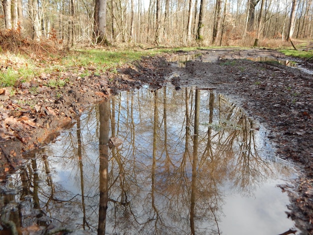 A puddle with trees in the background and the word forest on it