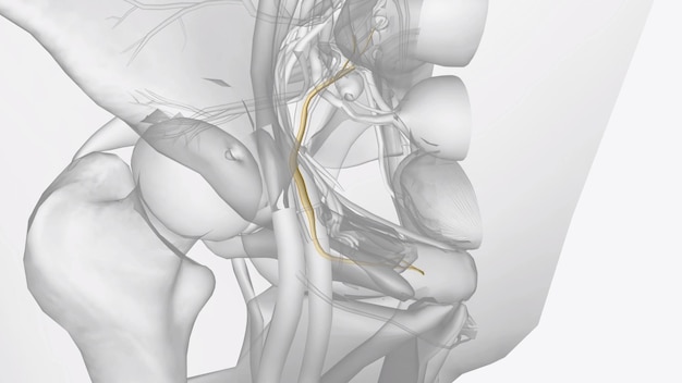 the pudendal nerve provides most of the movement and sensations