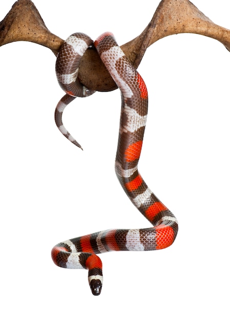 Pueblan melkslang of Campbell's melkslang, Lampropeltis triangulum campbelli, hangend aan een tak