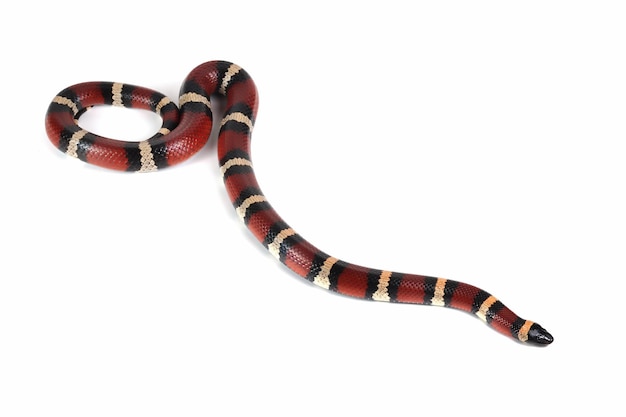 Photo pueblan milk snake on isolated background, milk snake closeup on white background