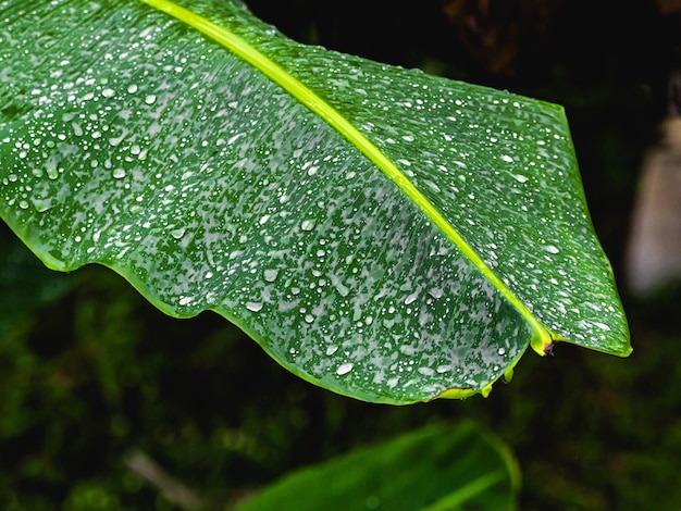 Puerto rico water dew on green leaf texture close up