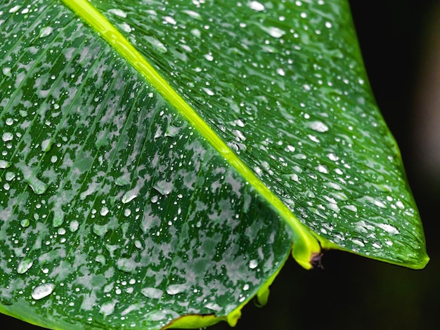 Puerto rico water dew on green leaf texture close up