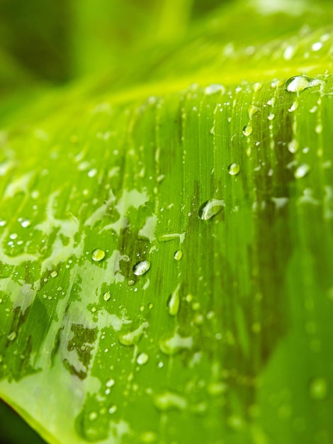 Puerto Rico waterdauw op groene bladtextuur close-up