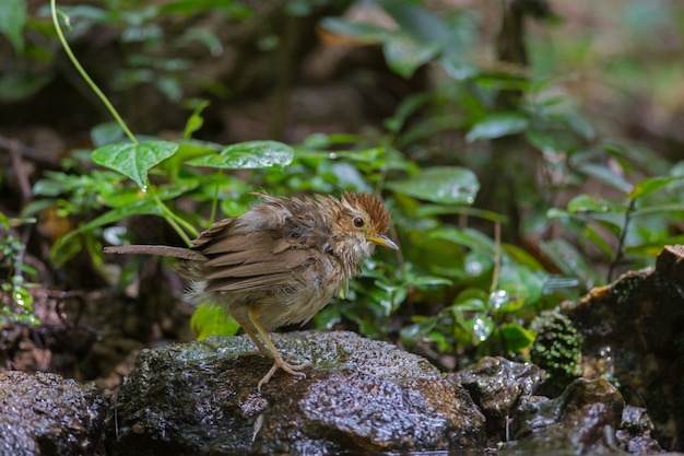 Foto puff-throated babbler in tropisch bos