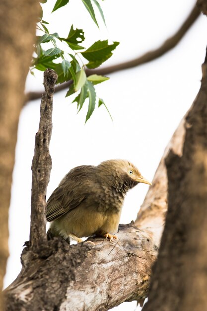 the puff throated babbler sitting on the branch