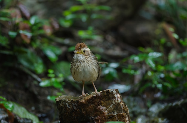 Puff-throated Babbler in tropical forest