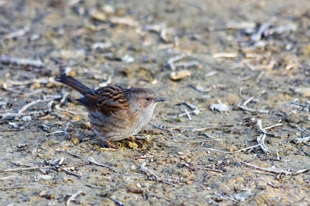 Dunnock gonfio