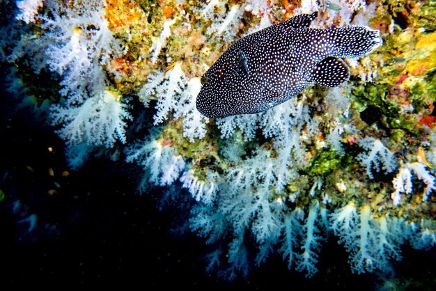 Photo puffer fish black white spotted close up