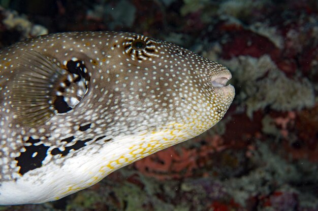 Foto pesce palla bianco nero avvistato da vicino