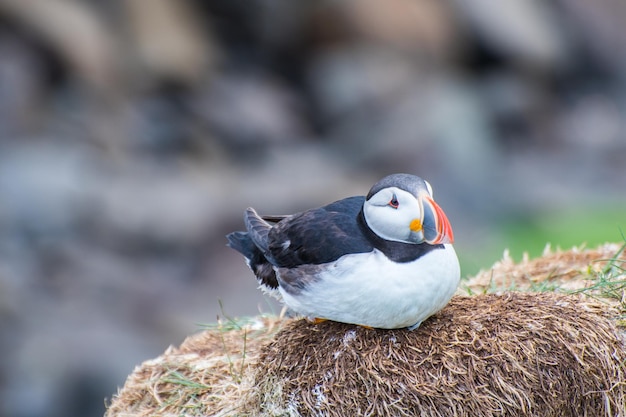 Puffin in the beautiful countryside nature of Hafnarholmi in Borgarfjordur Eystri in Iceland