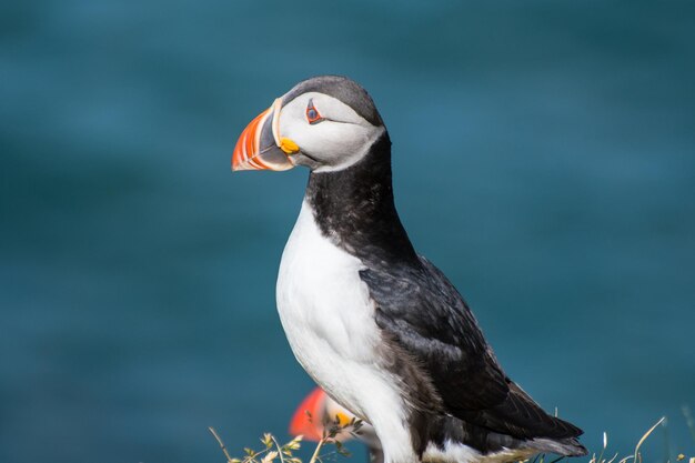 Puffin in the beautiful countryside nature of Hafnarholmi in Borgarfjordur Eystri in Iceland