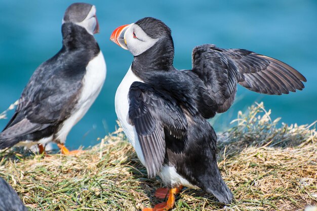 Puffin in the beautiful countryside nature of Hafnarholmi in Borgarfjordur Eystri in Iceland