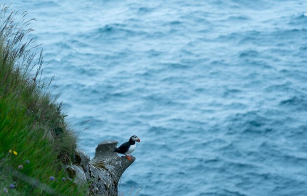 Photo puffin above blue sea