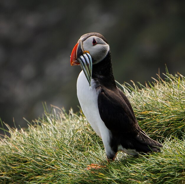 Photo puffin carrying saltwater eels in beak on grass