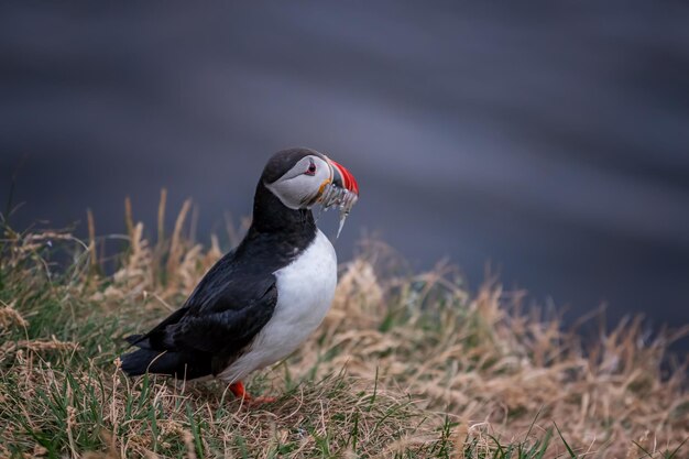 Foto puffin die op het veld zit