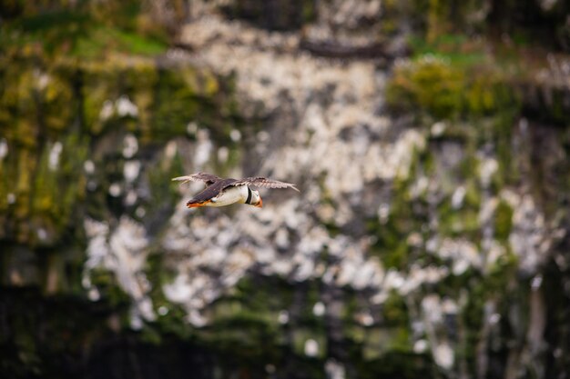 Foto puffin in volo contro la roccia