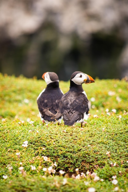 Photo puffin in flowers and grass on skomer island