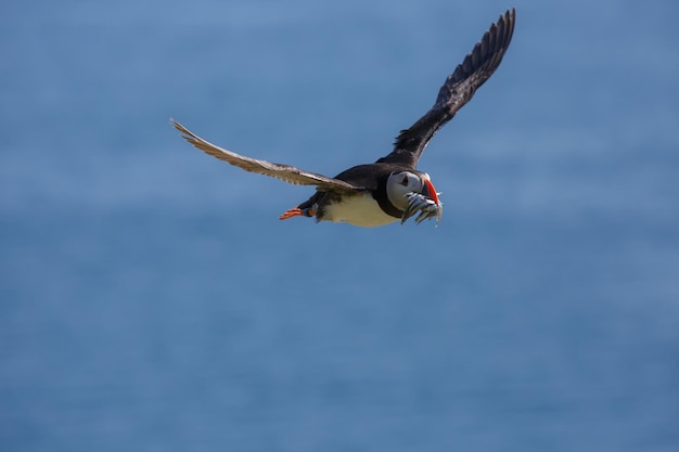 Foto puffin che vola con un pesce nel becco