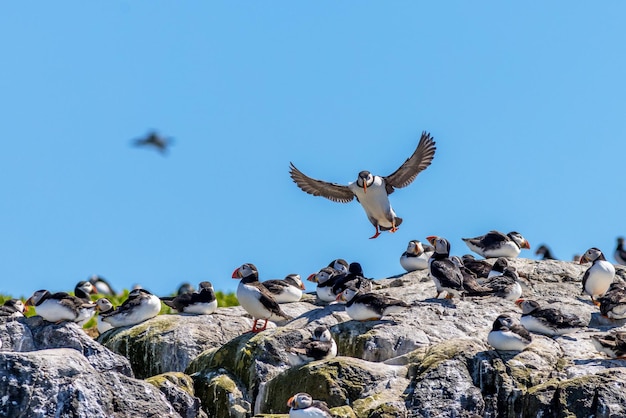 Puffin fratercula arctica