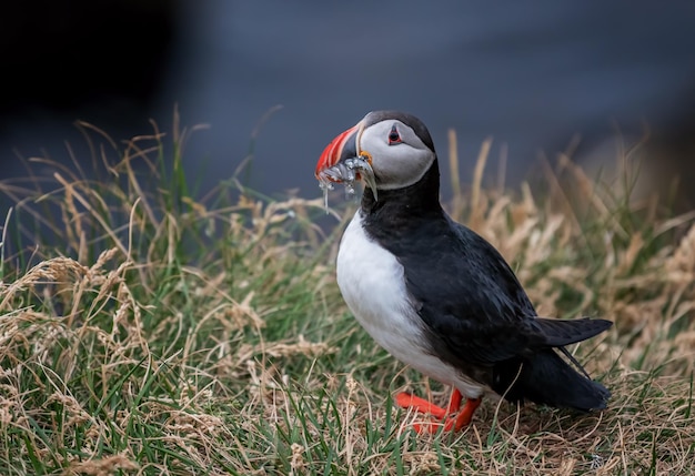 Foto puffin appoggiato sul campo