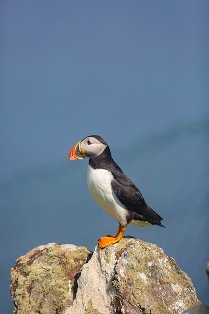 Puffin on rock on blue background