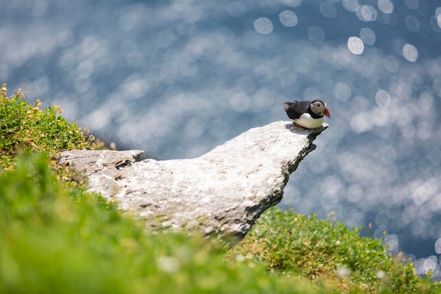 Puffin on the rock with the sea in the background.