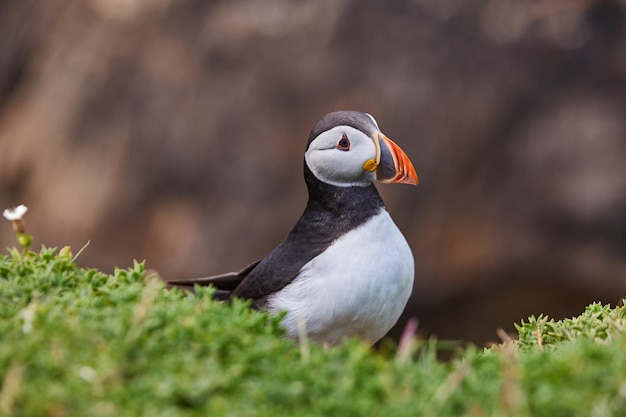 岩の崖の上に立っているパフィン fratercula arctica