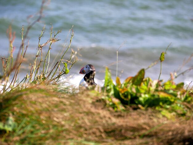 Photo puffin with plants in front of water