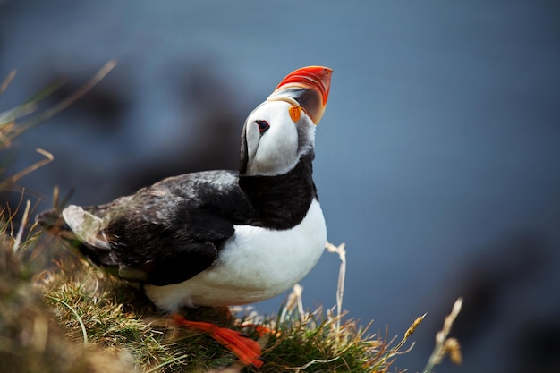 Foto puffin