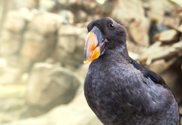 写真 ツノメドリ