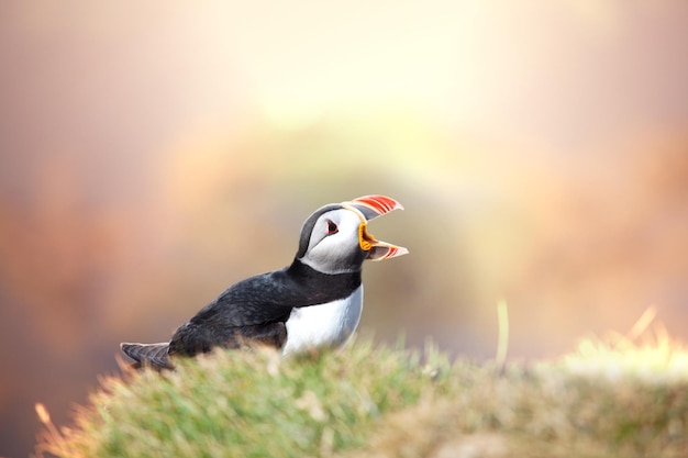 Puffin