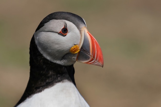 Photo the puffin