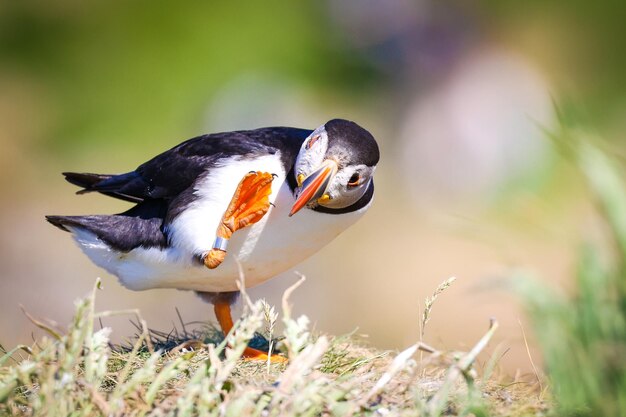 Photo puffin