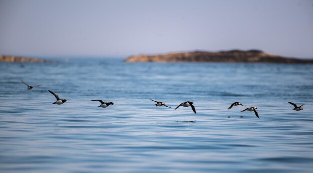 Puffini che volano sul mare contro il cielo