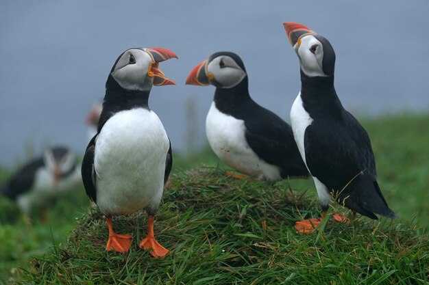 Photo puffins in mykines