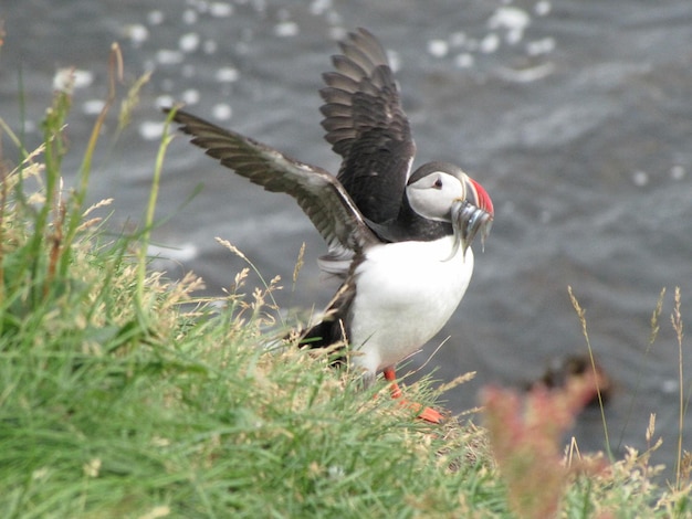 Photo puffins vogelkolonie island