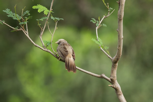 the puffthroated babbler sitting on the tree branch
