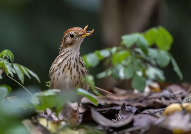 Puffthroated babbler 또는 먹이 태국을 가진 더럽혀진 babbler