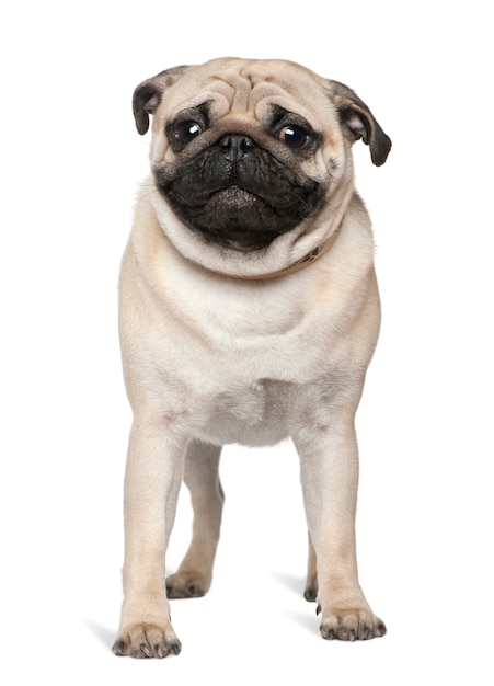 Pug, 1 jaar oud, staande voor de witte muur