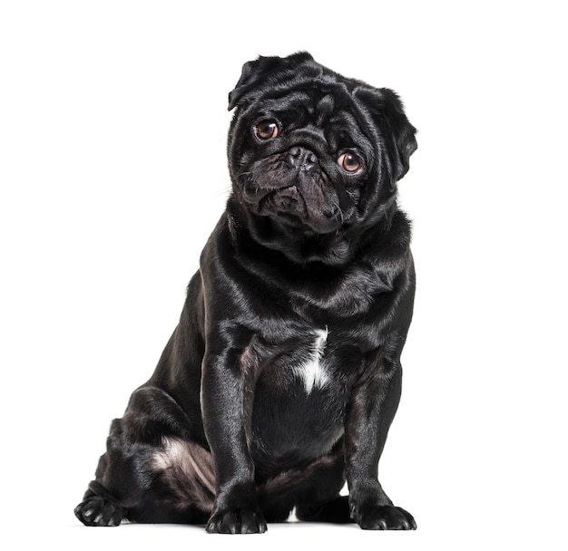 Pug, 1 year old, sitting against white background