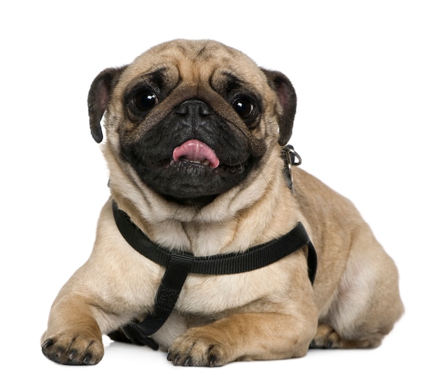 Photo pug, 2 years old. dog portrait isolated