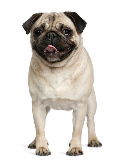 Pug, 2 Years old, standing in front of white wall