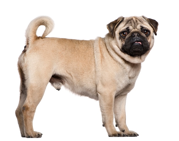 Pug, 3 years old, standing in front of white wall