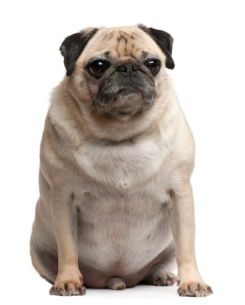 Pug, 5 years old, sitting in front of white wall