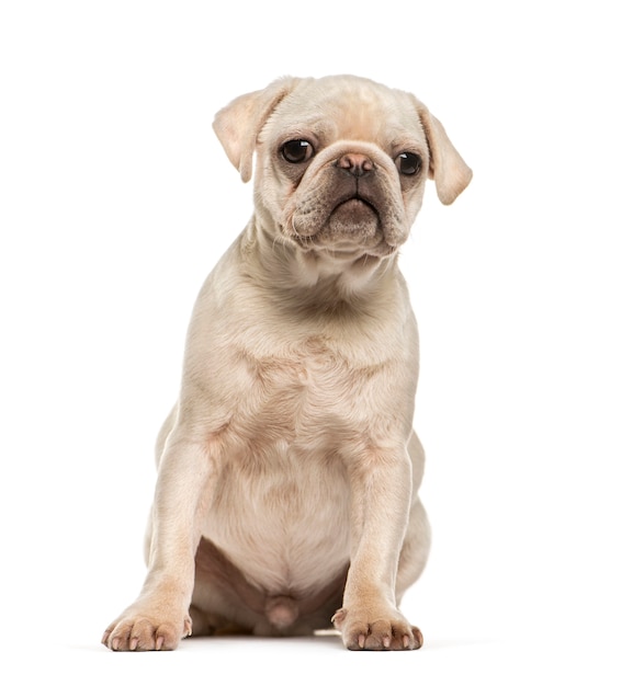 Pug, 6 months old, sitting in front of white background