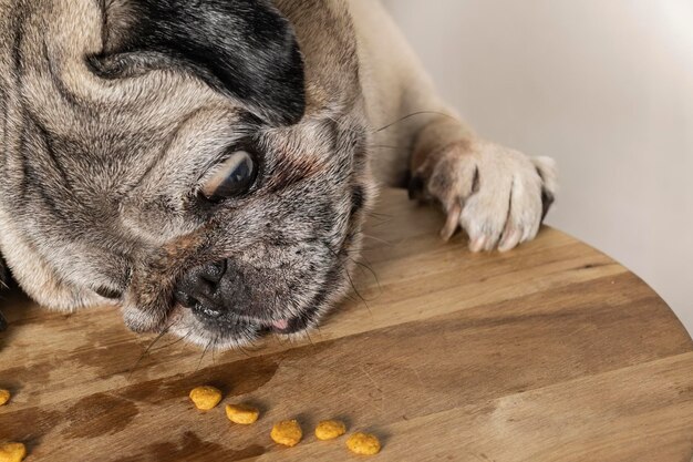 食べ物を捕まえようとする愛らしい顔をしたパグ犬。食べ物を見ている犬。犬食い。