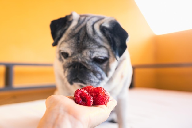 Photo pug curiosity meets healthy choices exploring a nutritious canine diet with raspberries dogs and b