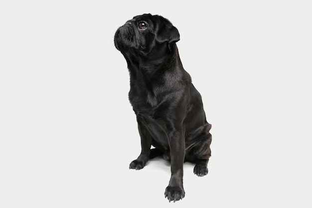 Pug-dog companion is posing. Cute playful black doggy or pet playing isolated on white studio wall. Concept of motion, action, movement, pets love. Looks happy, delighted, funny.