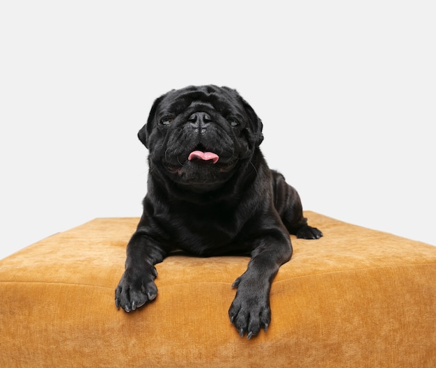 Pug dog isolated on beige seat
